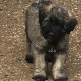 Bouvier des Flandres Puppies from Seasons of Joy Farm and Ranch