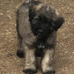 Bouvier des Flandres Puppies from Seasons of Joy Farm and Ranch