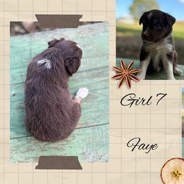 Faye - Red tri female Miniature Australian Shepherd puppy in Tipton, Indiana from Big Maple Farm