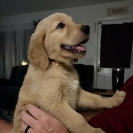 Golden Retriever Puppies from Sydney’s Goldens