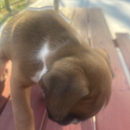 Hank - Fawn male Boxer puppy in Georgia from Roxy’s Boxers