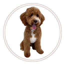 Luna - Goldendoodle