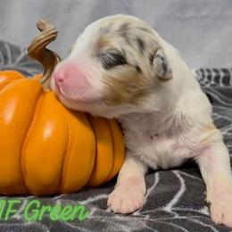 Girl 1 - Blue merle female Australian Shepherd puppy in Palm Coast, Florida from Calypso Chow Chows and Australian Shepherds