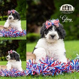Glory - Tri-color female Bernedoodle puppy in Spartanburg, South Carolina from Southern Magnolia Bernedoodles