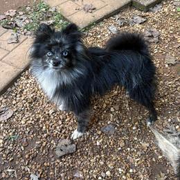 Skittles - Pomeranian