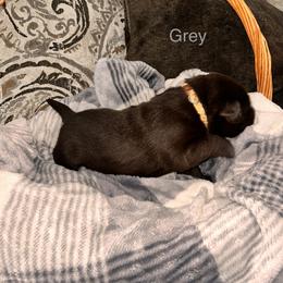 Boy 1 - Labrador Retriever puppy in Charleston, Maine from Puddledock Pups