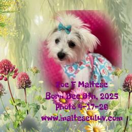 Zoe  can mm - White female Maltese puppy in Silverhill, Alabama from Malteseuluv’s Tiny Treasurers