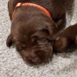 Girl 3 - female Labrador Retriever puppy in Six Mile, South Carolina from AimPowers Retrievers