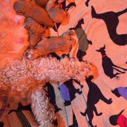 Merry - Apricot female Cavapoo puppy in Gainesville, Florida from Alyssa Xxweetdoodles