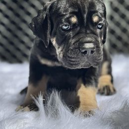 Bear - Black male Cane Corso puppy in Pollock Pines, California from Capitol City Cane Corso