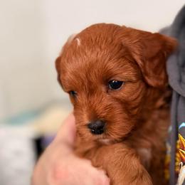 Loki - Red male Cavapoo puppy in Kalamazoo, Michigan from Sleeping Bear Kennels