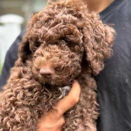 Bud - Chocolate male Labradoodle puppy in Stamford, Connecticut from Doodles of CT