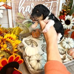 Poodle Puppies from Spanish Flower Standard Poodles