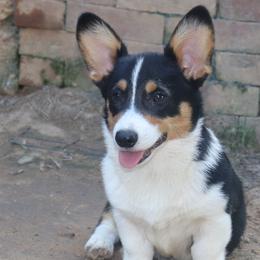 Rock - Pembroke Welsh Corgi