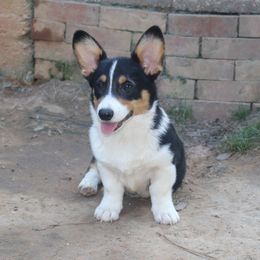 Rock - Pembroke Welsh Corgi