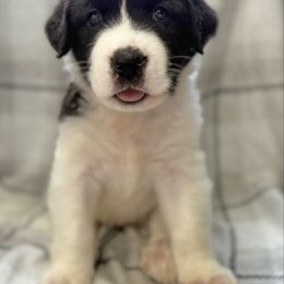 Girl A - Black and gray female Caucasian Shepherd Dog puppy in Salisbury, Delaware from Blue Line Kennels