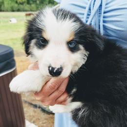 Tricolor Male 2 - Tri-color male Border Collie puppy in Alabama from Manor Farms Border Collies