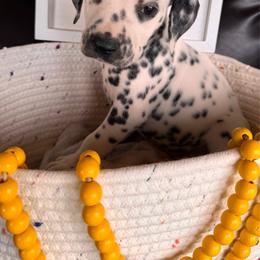 Star Gazing - White and black male Dalmatian puppy in Melrose, New Mexico from ECMO Farm Dalmatians & Labrador Retrievers