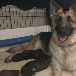 Shiloh Shepherd Puppies from Super Nova Shilohs
