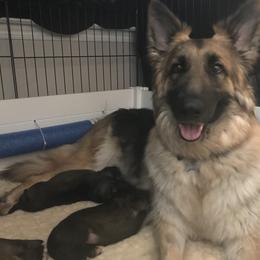 Shiloh Shepherd Puppies from Super Nova Shilohs