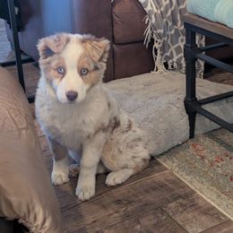 Australian Shepherd Puppies from Winter River Farms Australian Shepherds