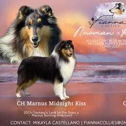 Collie puppies from Fianna Collies