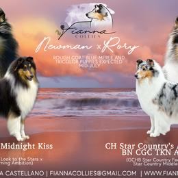 Collie puppies from Fianna Collies