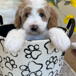 Hopper - Parti male Goldendoodle puppy in Yuciapa, California from AlltheDoodlez_