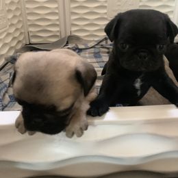 Pug All Grown Up from Katy Holland