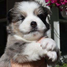 Eros - Merle Pomsky puppy in Ponte Vedra, Florida from Pearl of the Orient Seas