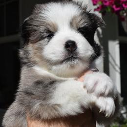 Eros - Merle Pomsky puppy in Ponte Vedra, Florida from Pearl of the Orient Seas