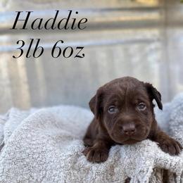 Haddie - Chocolate female Dilute Retriever puppy in Puyallup, Washington from 12 Door Farm Labradors