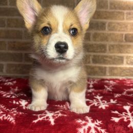 Black Male - Sable male Pembroke Welsh Corgi puppy in Mcarthur, Ohio from Bentley Corgis LLC