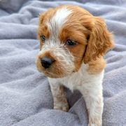 Girl 1 - Orange and white female French Brittany puppy in Reedsburg, Wisconsin from Winterdream Kennel