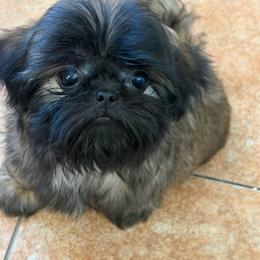 Chicho - Brindle male Shih Tzu puppy in Oak Hills, California from High Desert  Shih Tzu