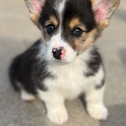 Fernando - Black and tan male American Corgi puppy in Brownstown, Indiana from Brave Country Kennels