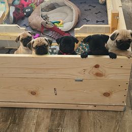 Pug Puppies from Lil'Farm Pugs