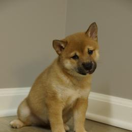 Shiba Inu Puppies from Veronika's Shiba Inus