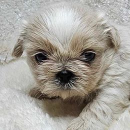 Shih Tzus from Mountain Laurel Shihtzu