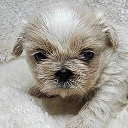 Shih Tzus from Mountain Laurel Shihtzu