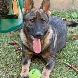 German Shepherd Puppies from Guamany K9 Vomhaus