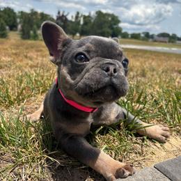 Mabel - Tricolors female French Bulldog puppy in Salisbury, Maryland from 77 Frenchies Maryland