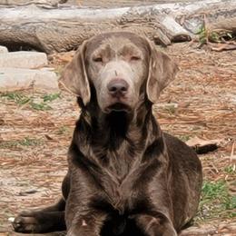 Luna - Dilute Retriever