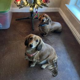Dachshunds from BTX Dachshunds