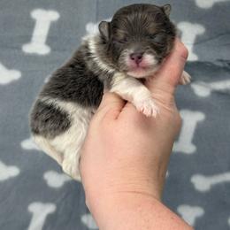 Willow - Blue female Pomeranian puppy in Newark, Ohio from Keeperofstars Pomeranians