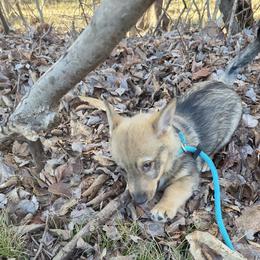 Herman - Red male Swedish Vallhund puppy in Yorktown, Virginia from Skyfyre Swedish Vallhunds