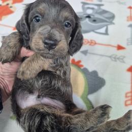 Blue - Gray (blue) and tan male Dachshund puppy in Randolph, Texas from Spindle's Little Treasures