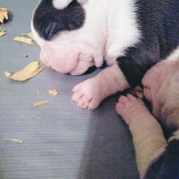 American Bully Puppies from Bolt Action Kennel