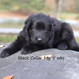 3rd pick Male - Black male German Shepherd puppy in Elkmont, Alabama from Oakmont Shepherds
