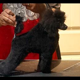 Poodle All Grown Up from Royal Kedsmore Toy Poodles